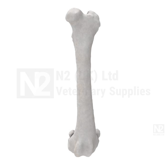 Canine Femur Medium