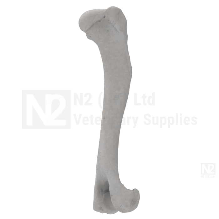Canine Humerus Medium