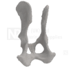 Canine Pelvis Medium
