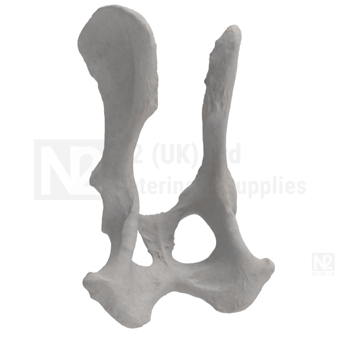 Canine Pelvis Medium