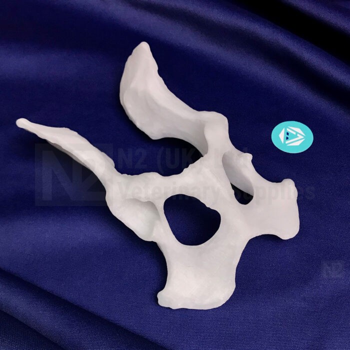 Canine Pelvis Medium