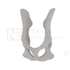 Feline Pelvis