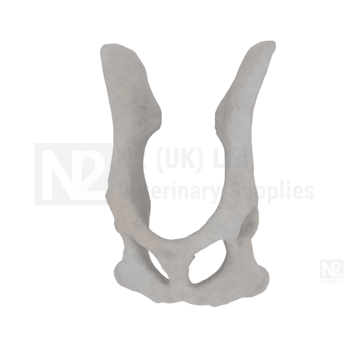 Feline Pelvis