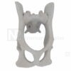 Feline Pelvis with Sacrum