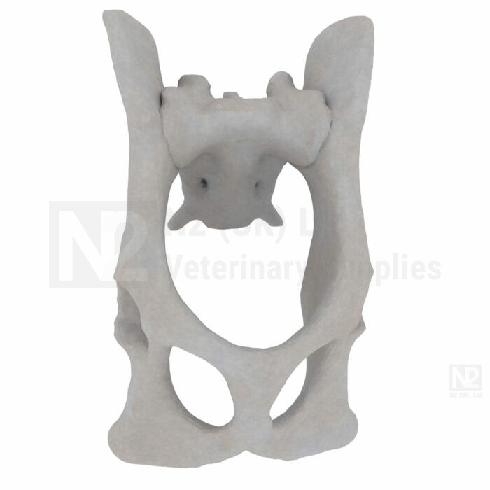 Feline Pelvis with Sacrum