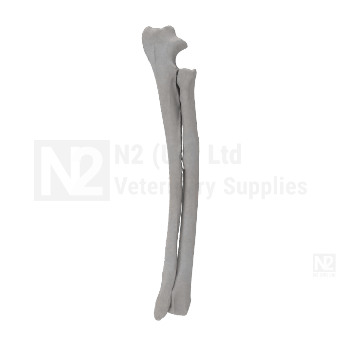 Canine Radius and Ulna Medium