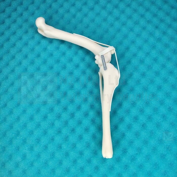 Canine Full Stifle Joint