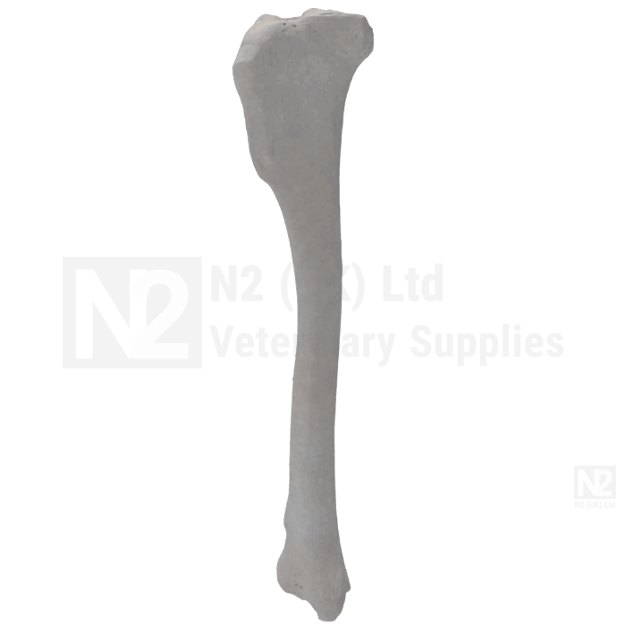 Canine Tibia Medium