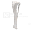 Canine Tibia and Fibula Medium