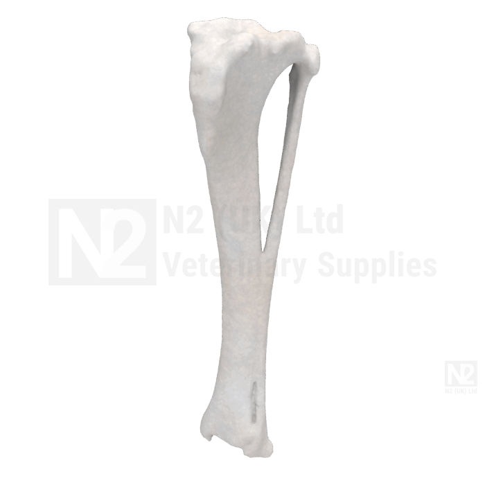 Canine Tibia and Fibula Medium