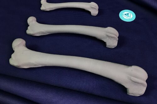 Bone Models