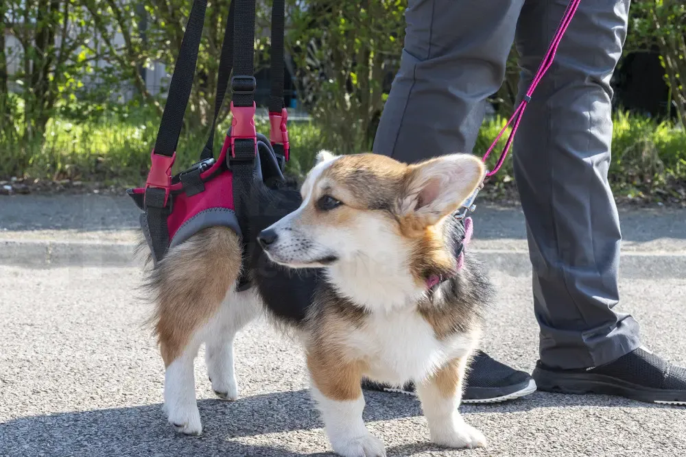 Handy Canis Hind Legs Harnesses - Image 2
