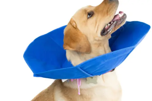 Patient Protective Wearables